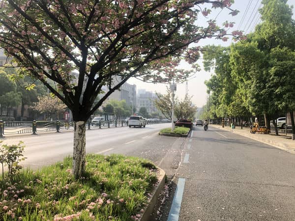 图1：街道边的春 - 副本.jpg