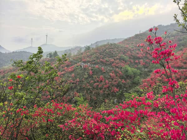 图1：杜鹃花海美景 - 副本.jpg